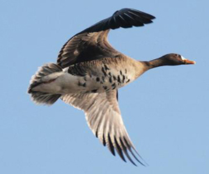 Галуу (Манхин галуу)